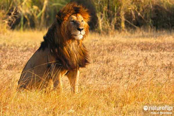 Exploring the Wildlife Paradise of Ngorongoro Conservation Area