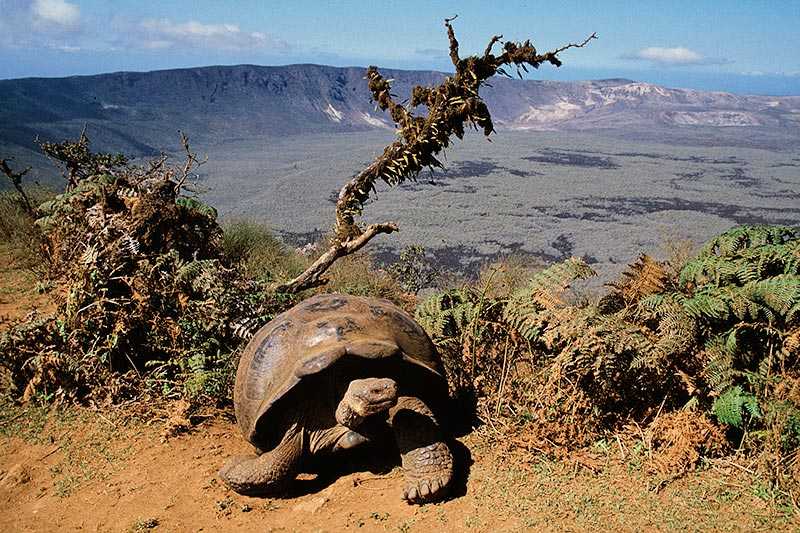 galapagos-islands-giant-tortoise-at-alcedo-volcano