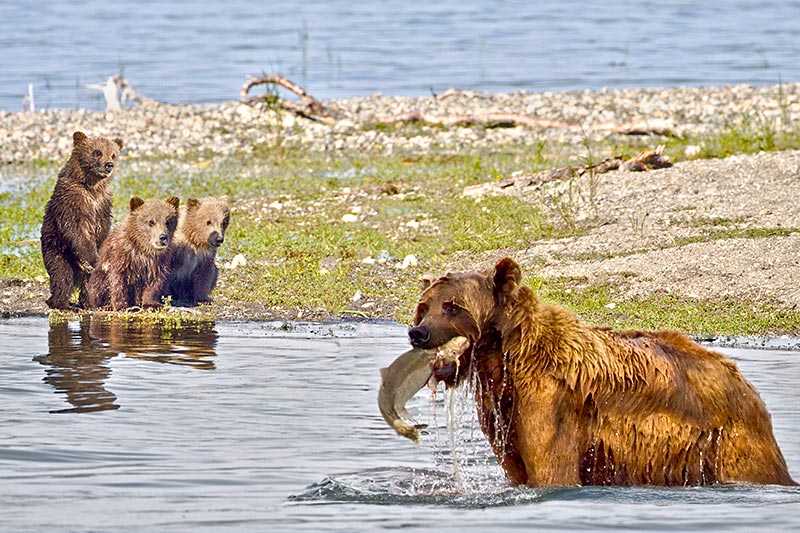 katmai-national-park-and-preserve-brooks-river-a-grizzly-mother-is-teaching-her-cubs-how-to-watch