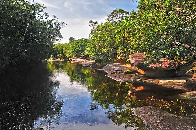 amazon-rainforest-rainforest-surrounding-an-amazon-streamlet-in-presidente-figueiredo-region-brazil