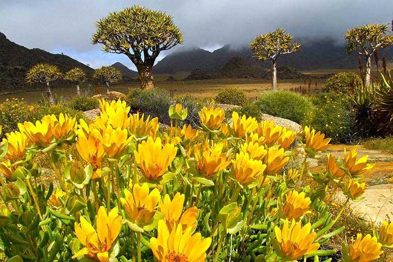 namaqualand-landscape-with-wild-flowers-and-quiver-trees-aloe-dichotoma