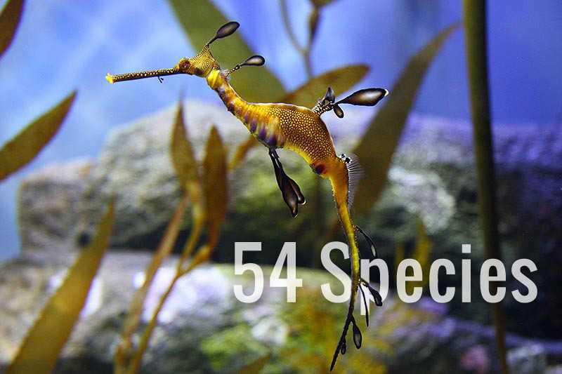 54 Species of Seahorse - Where To Find Them?