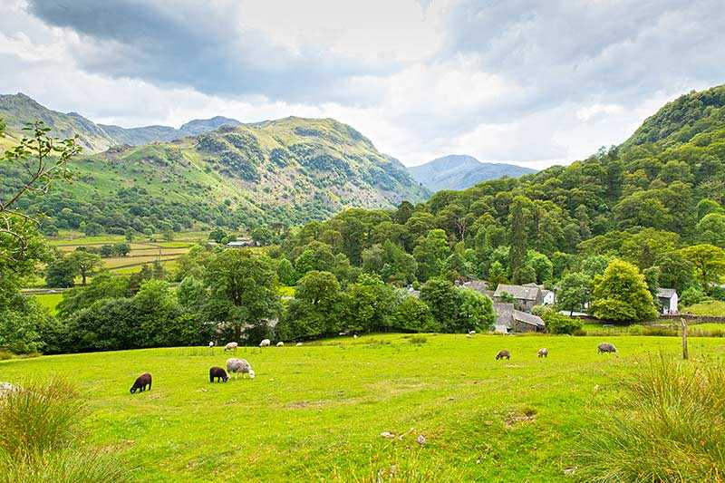 borrowdale-valley-country-scene-of-sheep-in-a-field-at-seatoller-borrowdale-valley-lake-district