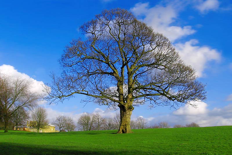 Heaton Park | Natureflip