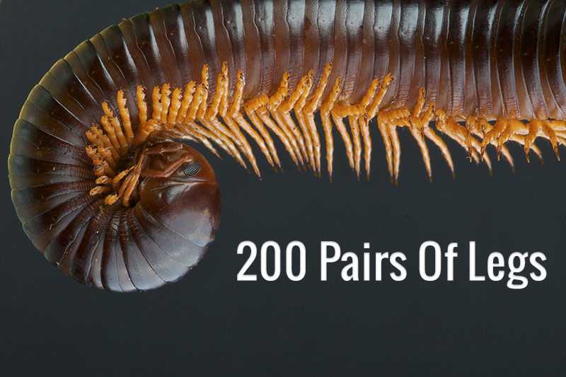 The 200 Pairs Of Legs