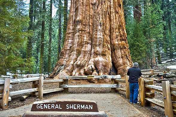 General Sherman Tree, The Largest Tree in the World
