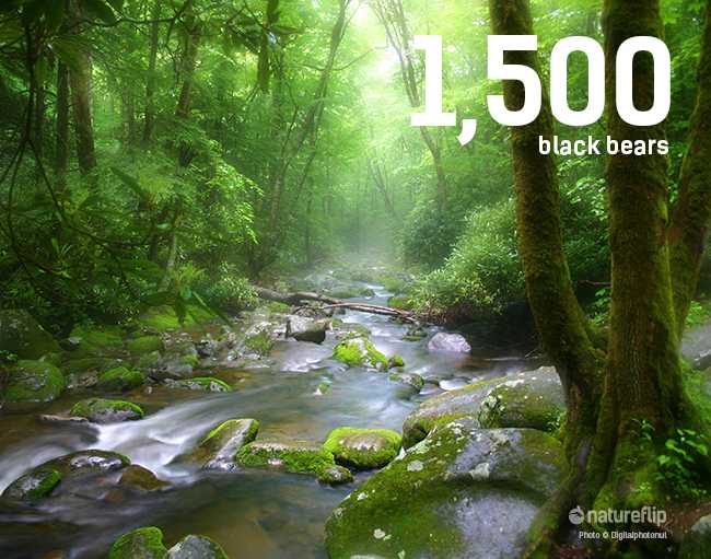 1,500 Black Bears Wander In The Great Smoky Mountains National Park