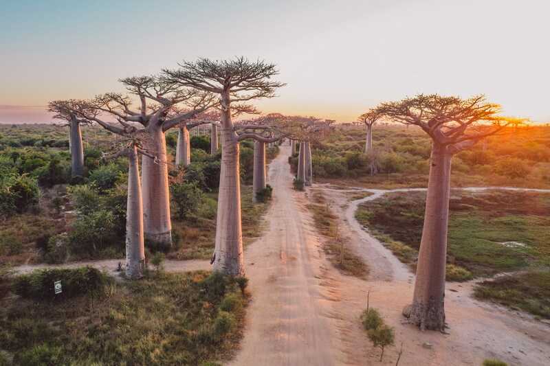 Baobab alley, Madagascar by bortescristian 