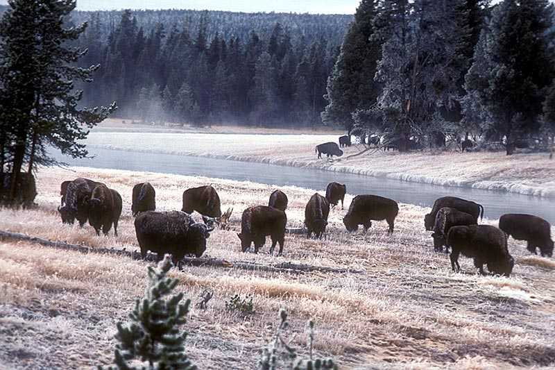 yellowstone-national-park-bison-wintering-in-yellowstone-national-park-next-to-the-yellowstone-river