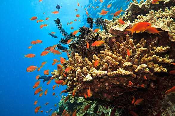 The Great Barrier Reef - A World Heritage under Grave Threat