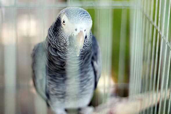 African Grey Parrot - The Most Intelligent Bird in the World?