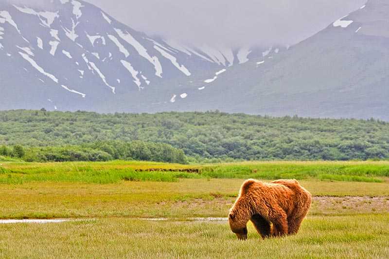 katmai-national-park-and-preserve-a-male-coastal-brown-bear-grazing-on-new-spring-sweet-salt-grasses