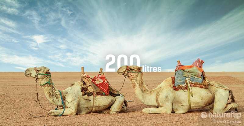 Camels And 200