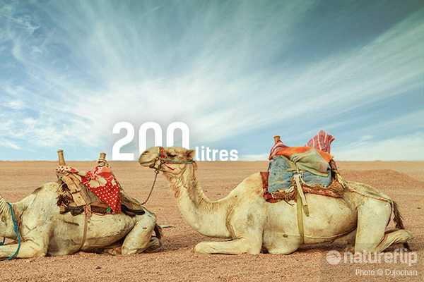 Camels And 200