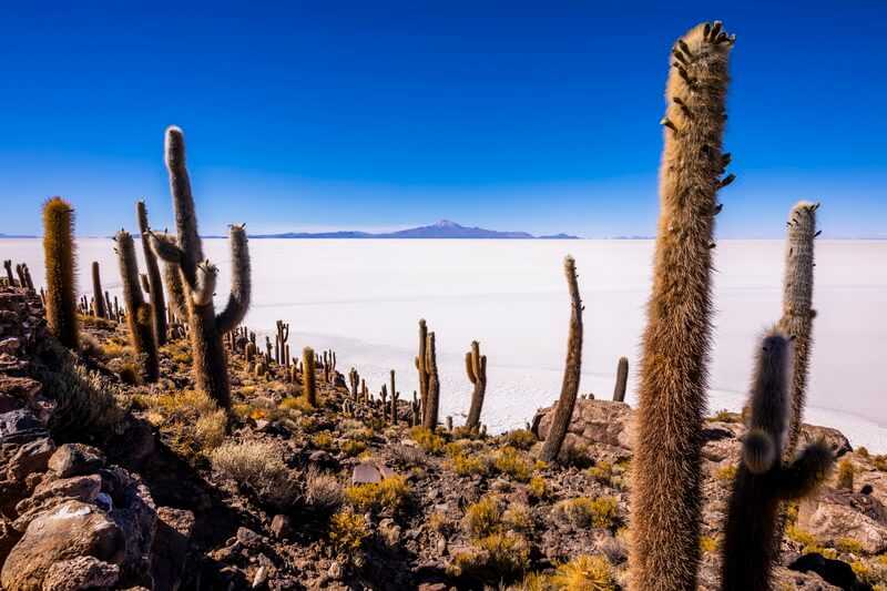 Big cactus on Incahuasi island, salt flat Salar de Uyuni, Altiplano, Bolivia By antonpetrus