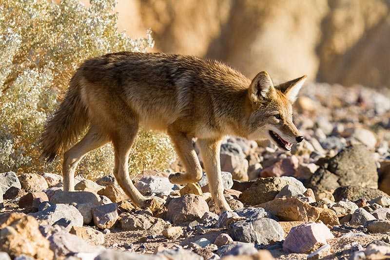 death-valley-national-park-a-coyote-canis-latrans-in-death-valley