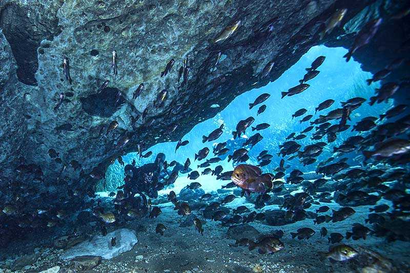 Cave Diving In Blue Springs State Park, Florida, USA