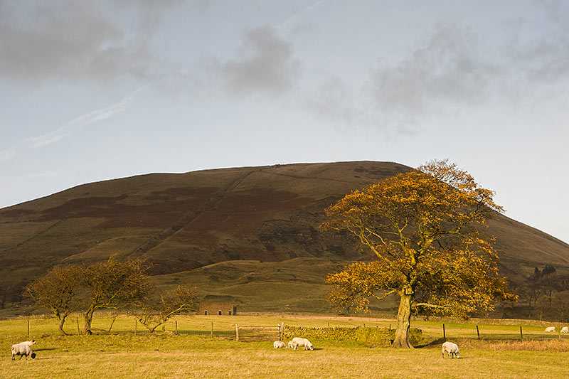 kinder-scout-autumn-tree-and-sheep-in-foothills-of-kinder-scout-in-peak-district-national-park