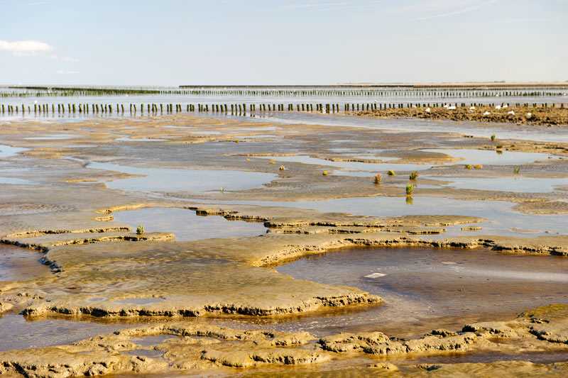 wadden-sea-in-netherlands-mudflat-hiking-at-wadden-sea-lately-has-become-one-of-the-most-popular