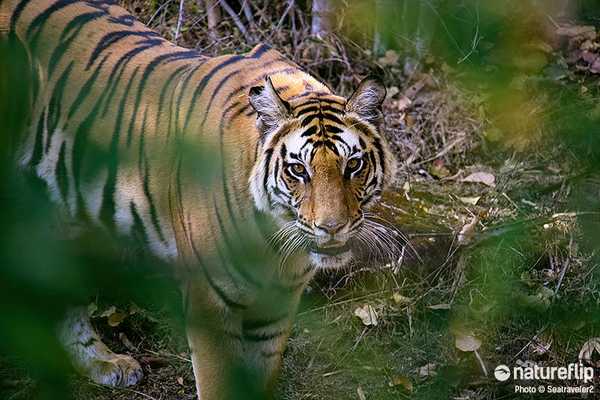 Wildlife Watch in Bandhavgarh National Park, the Home of Bengal Tiger