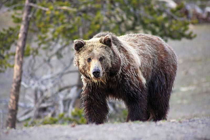 yellowstone-national-park-close-up-view-of-a-grizzly-bear-ursus-arctos-horribilis
