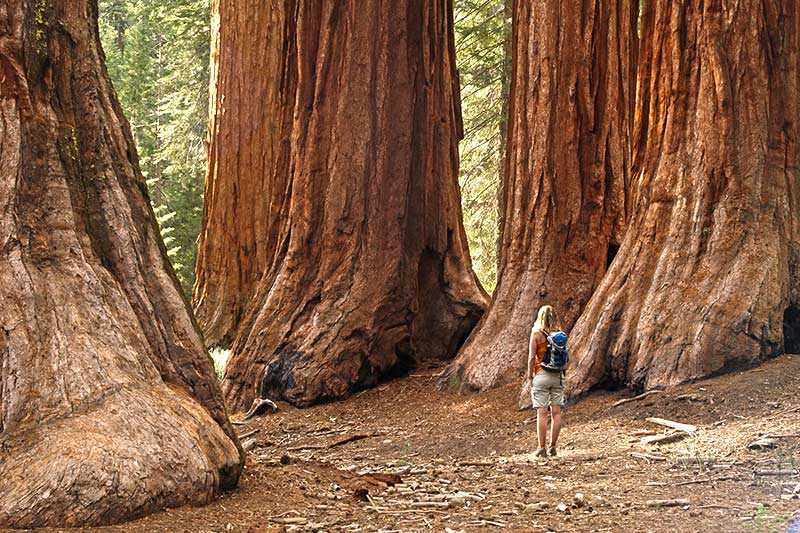yosemite-national-park-mariposa-grove-redwoods