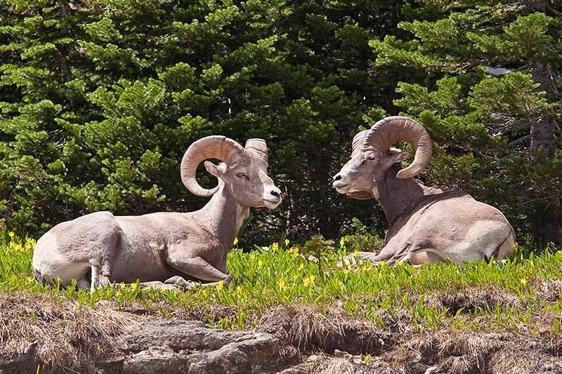 glacier-national-park-two-bighorn-sheep-rams-ovis-canadensis-are-bedded-down-among-the-glacier