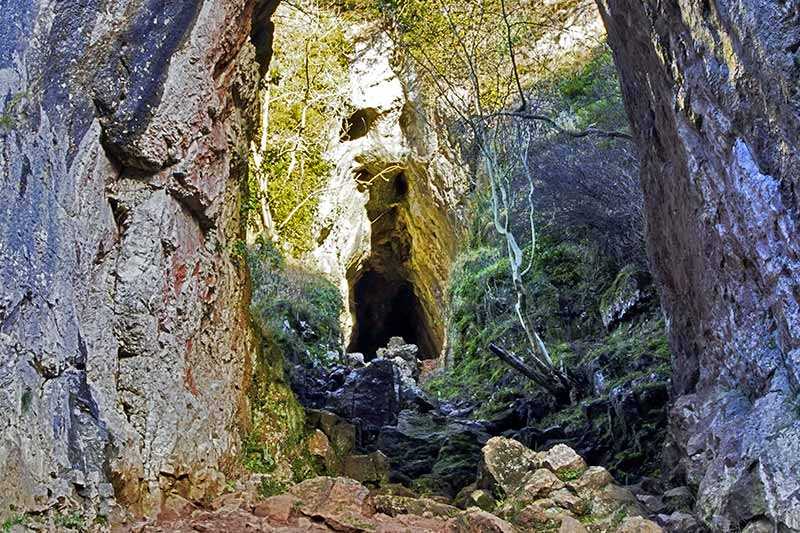 reynards-cave
