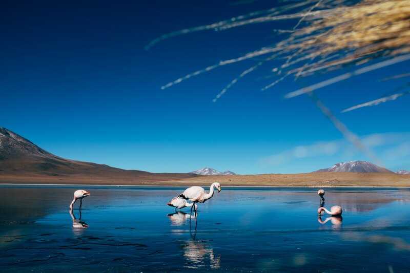 flamingos drinking water in a lake in the Uyuni salt flats By pblskll