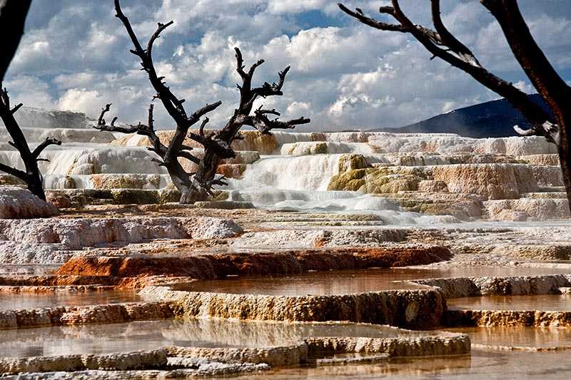 yellowstone-national-park-dead-trees-in-mammoth-hot-springs-the-terraced-pools-were-formed-by-hot