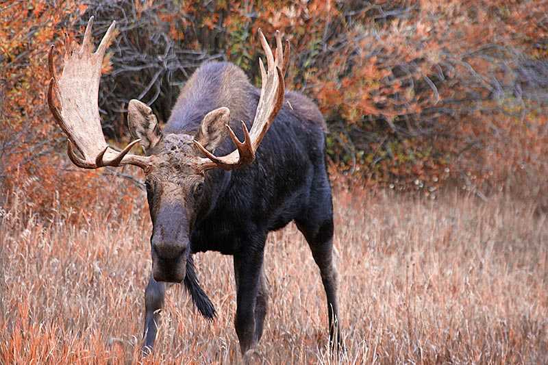 grand-teton-national-park-moose-alces-alces-walking-through-autumn-meadow