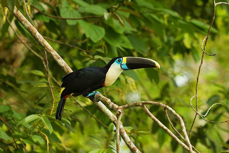 amazon-rainforest-toco-toucan-ramphastos-toco-usually-resides-along-the-river-corridors-and-open